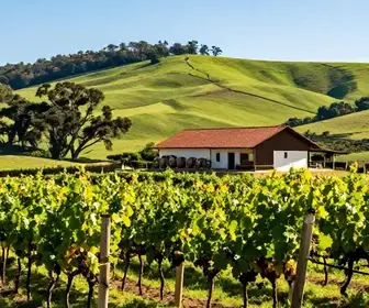 Descubra a Vinícola Santini: Um Paraíso do Vinho em Caxias do Sul