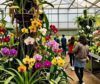 Descubra o Orquidário Pebi em Caxias do Sul: Um Refúgio Botânico