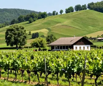 Descubra o Vale Trentino: Uma Experiência Rurais em Caxias do Sul