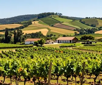 Vale dos Vinhedos: O Guia Completo para Conhecer Esta Joia do Turismo Vale dos Vinhedos: O Guia Completo para Conhecer Esta Joia do Turismo